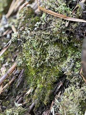茅葺き屋根